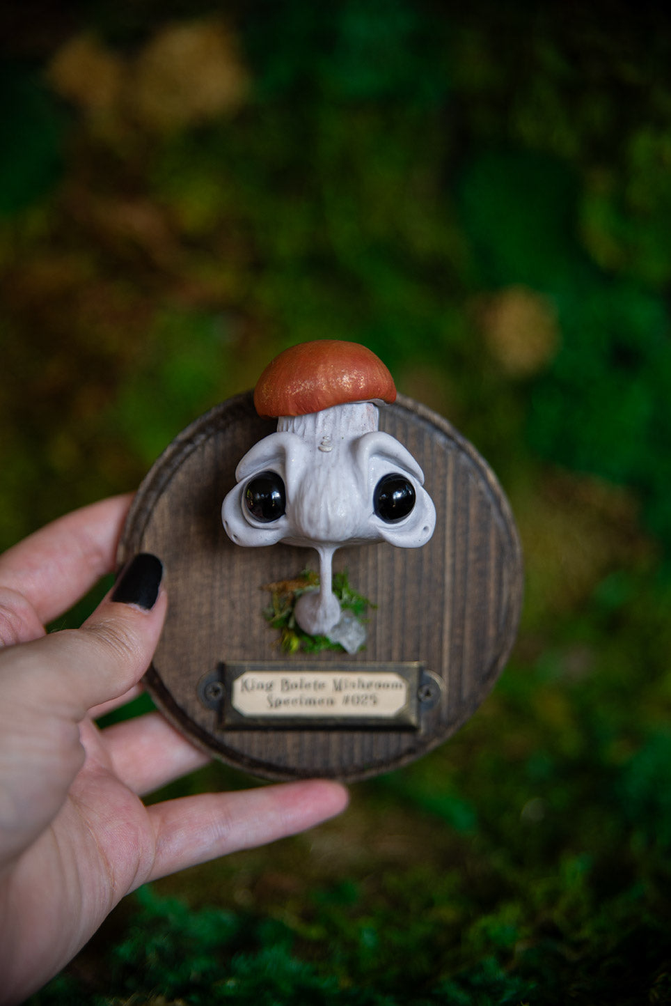 King Bolete Mishroom Specimen Mount #025