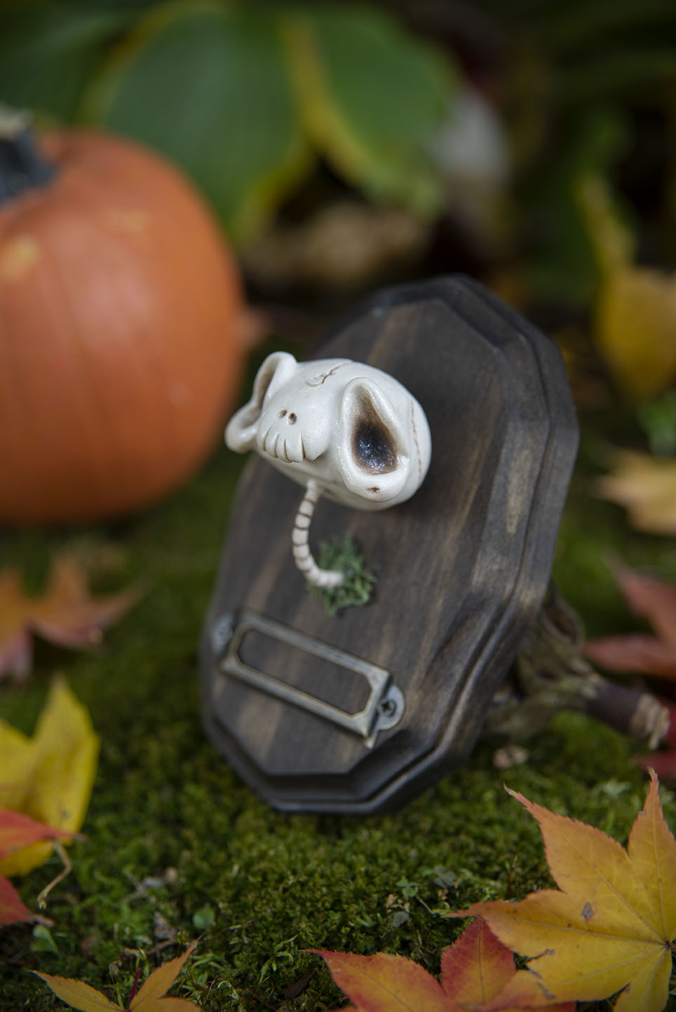 Aged Skull Mount #015/2021