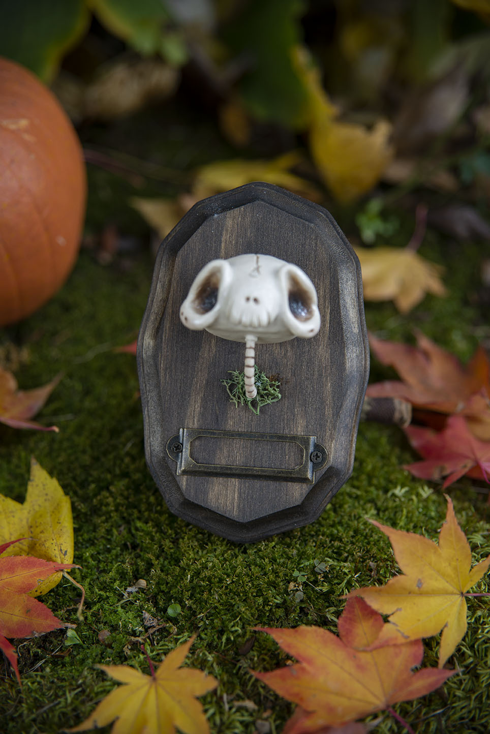 Aged Skull Mount #015/2021