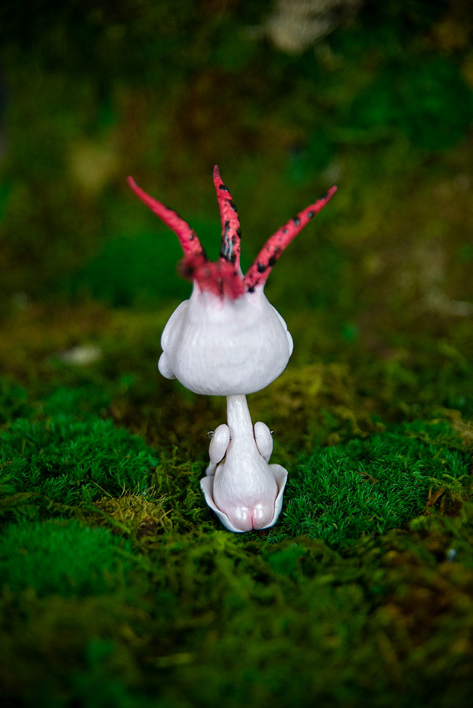 Devil's Fingers Stinkhorn Adult Mishroom #028/2022