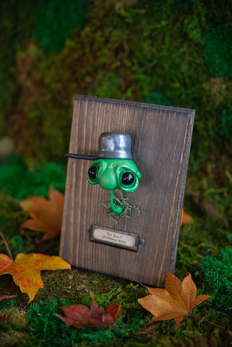"Pot Head" Specimen Mount #012