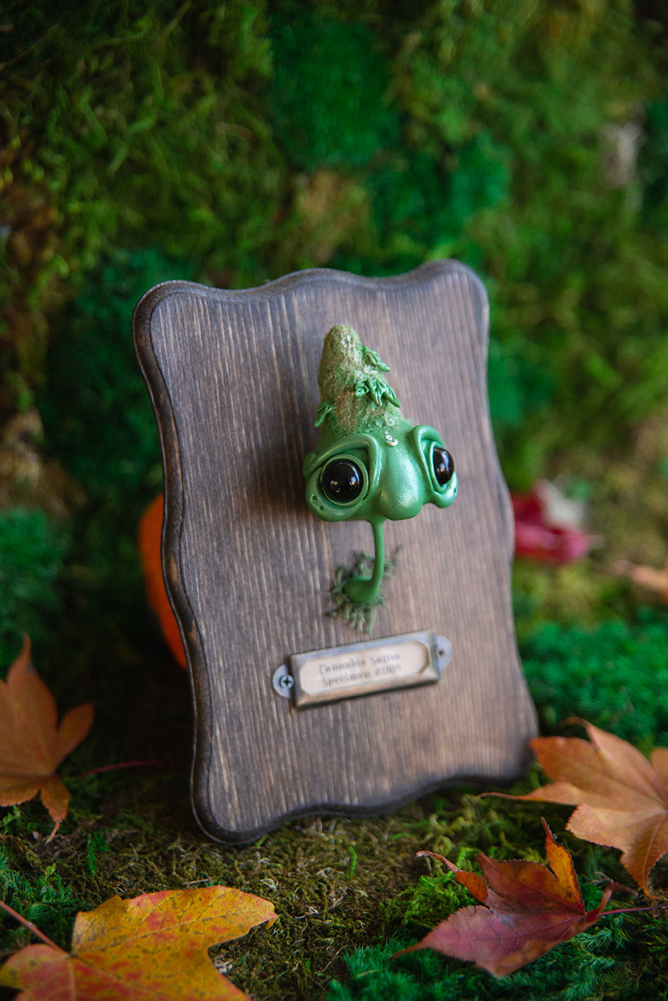 Sativa Specimen Mount #009