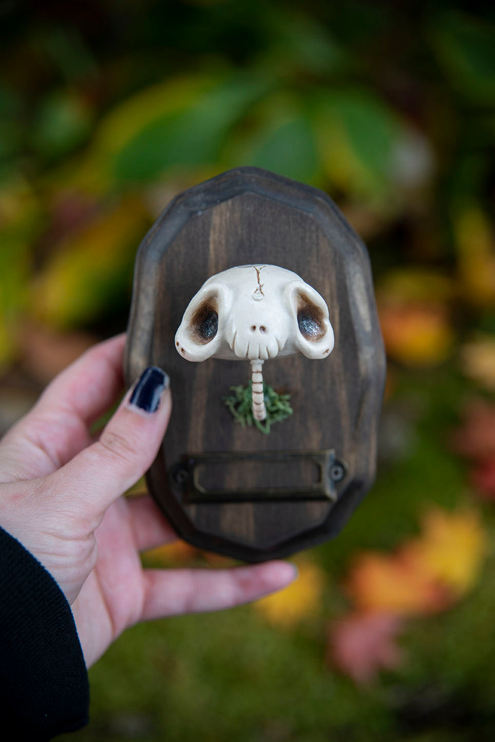 Aged Skull Mount #015/2021