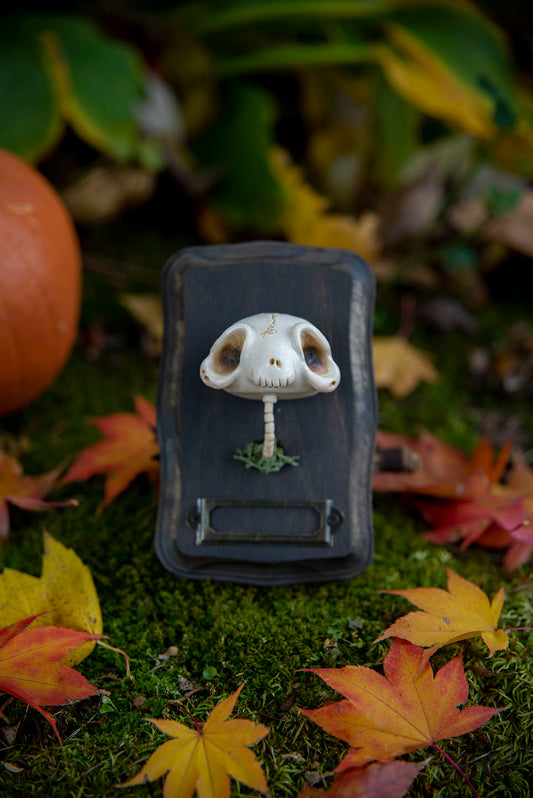 Skull Mount #016/2021