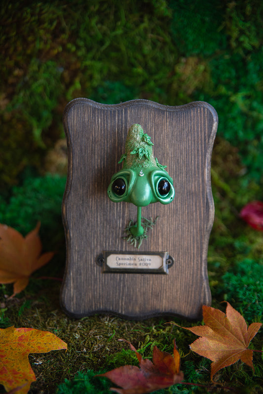 Sativa Specimen Mount #009