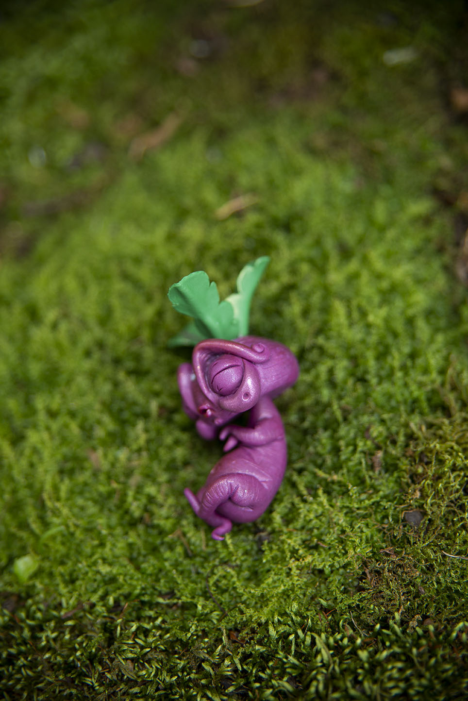 Beet Mandrake Mishling #031